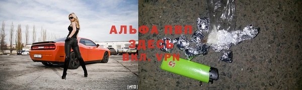 прущие грибы Новозыбков